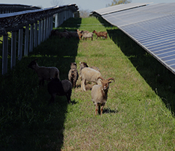 sheep graze at KU's E.W. Brown solar facility in Harrodsburg, KY