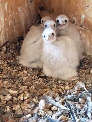 falcon chicks at Ghent Station
