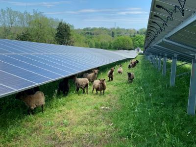 sheep under a solar array